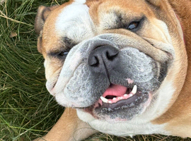 Rescued sensitive girl needs forever home