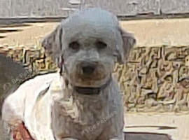 F1 Poochon puppies