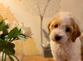 Ready now fully health tested males and females