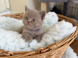 British shorthair kittens lilac/blue