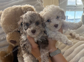 Cockapoo F1b miniature puppies