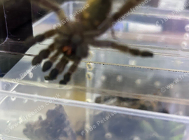 H Maculata (Togo Starburst)