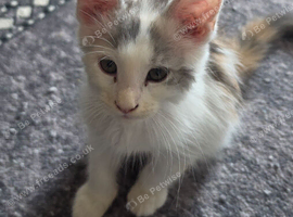 TICA REGISTERED STUNNING KITTENS