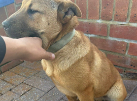 Shar pei X Akita
