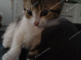 Beautiful girl Kitten, 11 weeks old.
