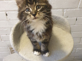 Male kitten
