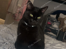 Male cat