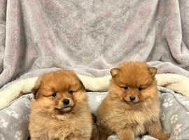 Pomeranian puppies