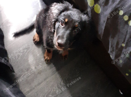 Male king charles spaniel