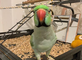 Pair of Ringneck