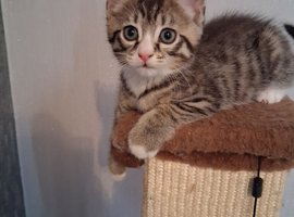 Kitten for sale Urgent....
