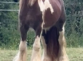Jester pony - Stunning 12.2hh Stallion Pony &ndash; Future Star!