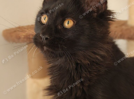 Maine coon kitten