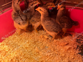 Female legbar chicks for sale