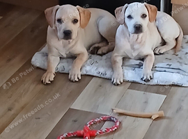 Labrador x