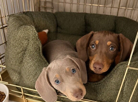 KC registered Miniature Dachshund puppy&rsquo;s