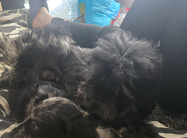1 male puppy