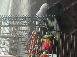 Velvet Indian ringneck