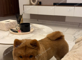 5 month old chow chow beautiful colour and personality