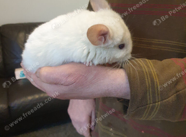 TWIN BOYS WHITE AND BEIGE JUST 3 MONTH OLD