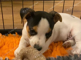 Miniature Jack Russell x chihuahua male pup