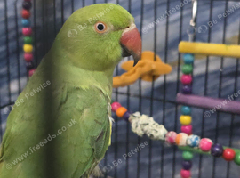 Indian ringneck
