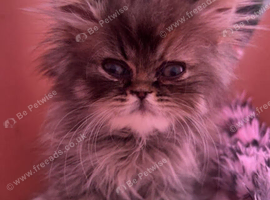 Beautiful female Persian kitten