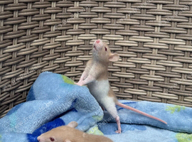 Beautiful baby boys