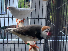 Pair of Zebra Finches