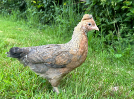Mix Breed Pullets