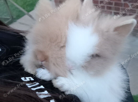 8wk old Baby lionheads both boys