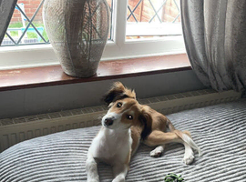 Little boy saluki