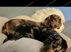 Premium Miniature Dachshund