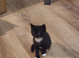 Mixed Maine coon kitten