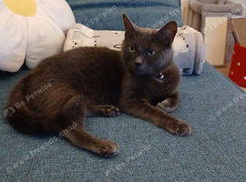 4 year old girl looking for new home