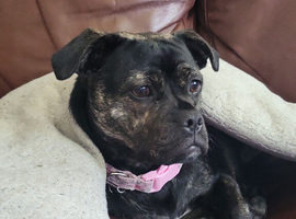 Female looking for a home.