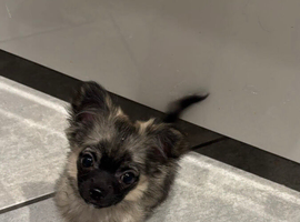 ADOPTED - Long haired sable puppy