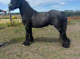 Unregistered fell colt