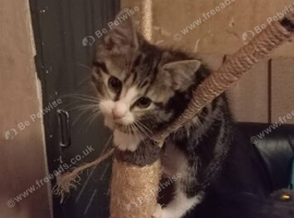 Kitten