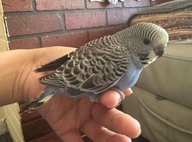 Lovely baby budgies semi tamed in Dagenham