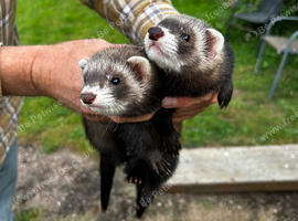 Working Ferrets for sale (Polecat Mix)