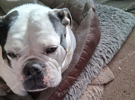 Old tyme bulldog