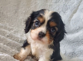 Beautiful cavalier king charles puppies