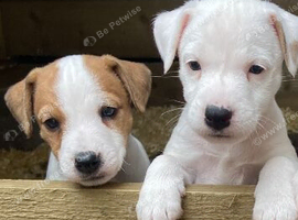 2 Beautiful jack Russell puppies