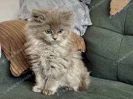 Beautiful ragdoll x persian