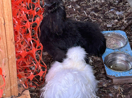 2x silkie cockerels