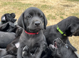 Black Labrador Puppies - Little Shadows with Wagging Tails!
