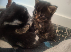 4 beautiful fluffy kittens