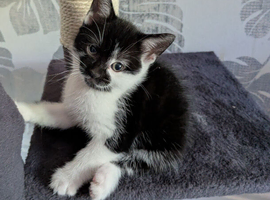1 female Kitten