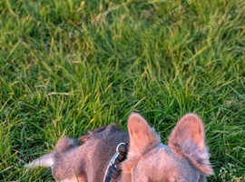Fluffy Frenchie 10 months old